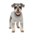 画像5: 電磁波シールド 健康ペットウェア【5サイズ】(犬専用） (5)